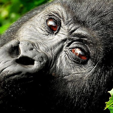 ホテルSanctuary Gorilla Forest Camp Ntungamo  エクステリア 写真