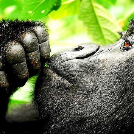 ホテルSanctuary Gorilla Forest Camp Ntungamo  エクステリア 写真