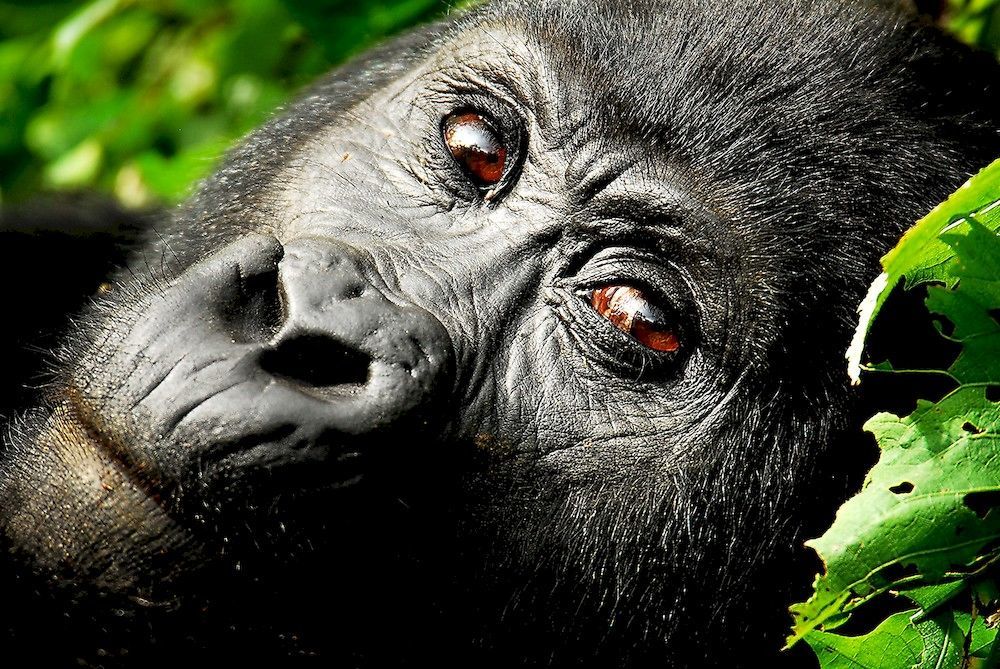 ホテルSanctuary Gorilla Forest Camp Ntungamo  エクステリア 写真