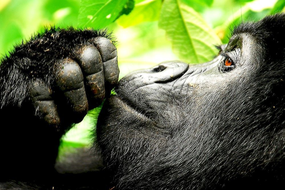 ホテルSanctuary Gorilla Forest Camp Ntungamo  エクステリア 写真