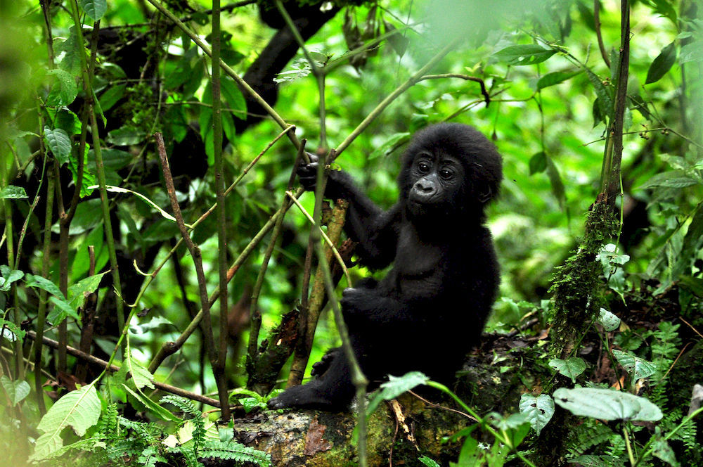 ホテルSanctuary Gorilla Forest Camp Ntungamo  エクステリア 写真